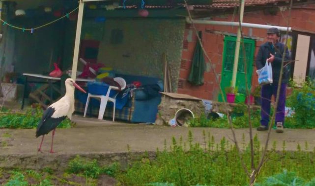 Yaren leylek, Adem Amca gelmeyince evinin bahçesine kondu