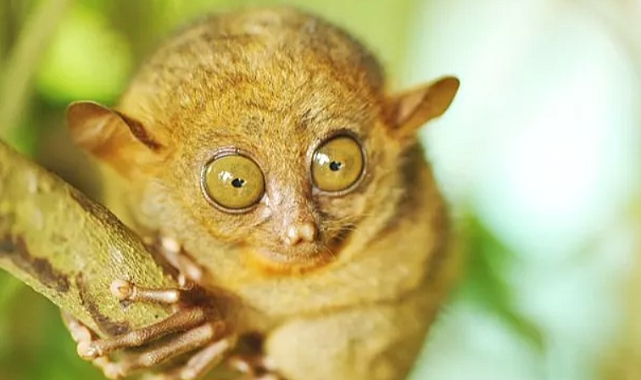 Dünyanın En İlginç ve En Bilinmeyen Hayvanları Adını Daha Önce Hiç Duymamış Olabileceğiniz 6 İlginç Hayvan