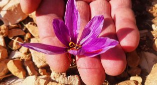 250 gram safranla 25 bin lira gelir