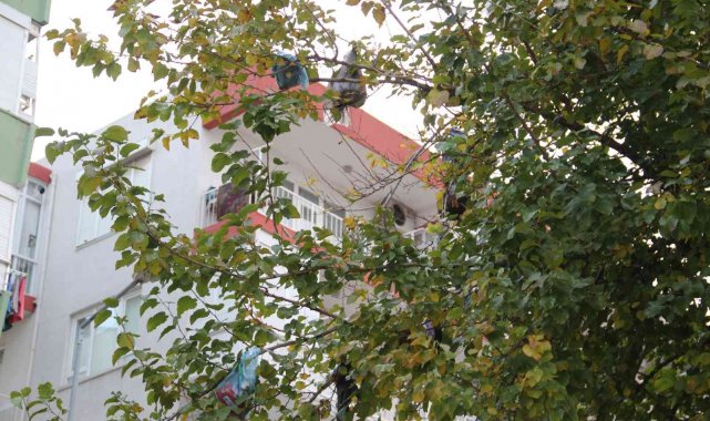 4. kattan atılan çöp poşetleri, dut ağacını çöplüğe çevirdi