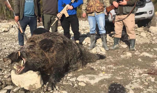 400 kilo ağırlığında domuz avladılar