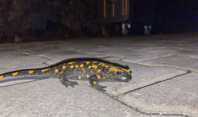 Adana'da nesli tükenmekte olan "semender" bulundu