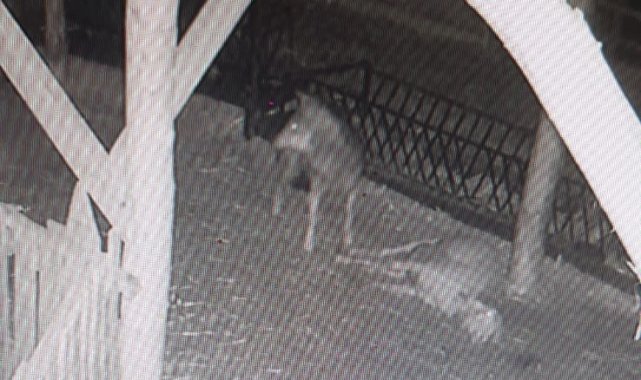 Ahıra saldıran kurt 2 koyunu telef etti