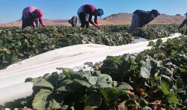 Aksaray'da Kasım ayında tarlada çilek hasadı mesaisi sürüyor
