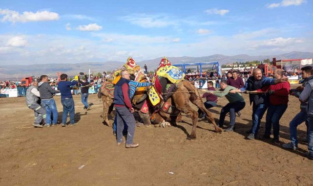 Alaşehir'de deve güreşleri ilgi gördü