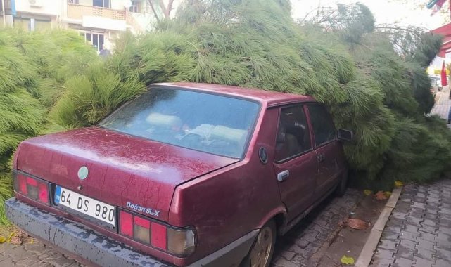 Alaşehir'de fırtına çam ağacını otomobilin üzerine devirdi