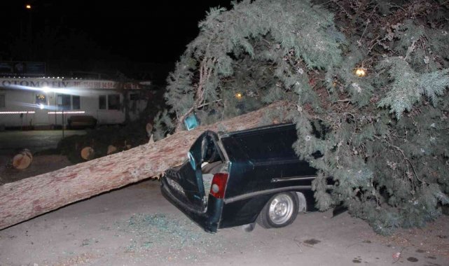 Amasya'da fırtınanın söktüğü ağaç, minibüsün üstüne devrildi
