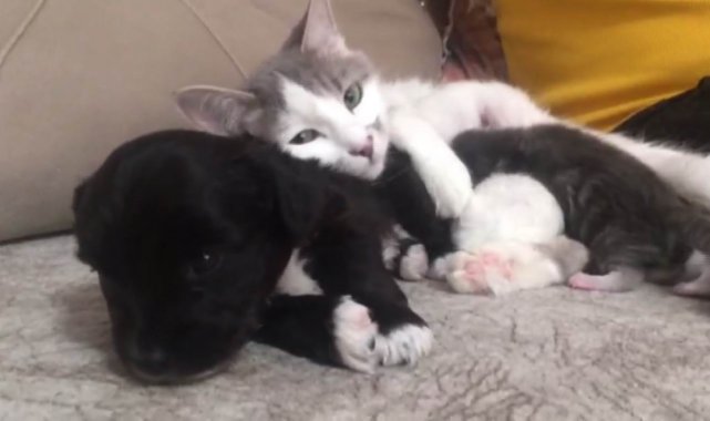 Anne kedinin yavru köpeğe şefkati