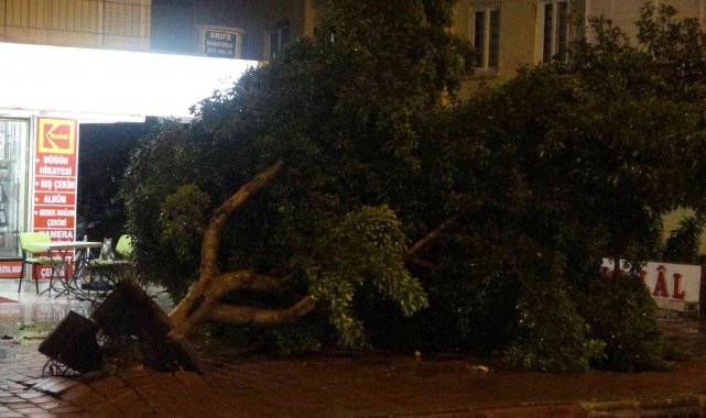 Antalya'da hortum ağaçları kökünden söktü