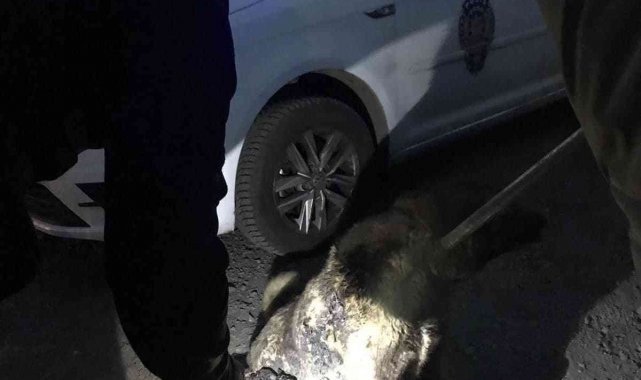 Ardahan Belediyesi Veteriner Müdürlüğü ekipleri sokak hayvanlarının imdadına yetişiyor