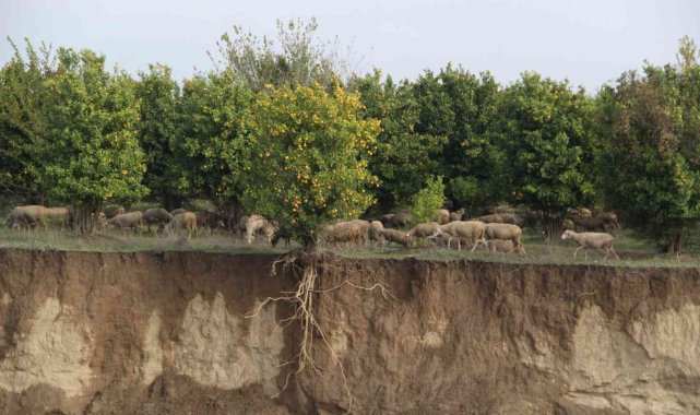 Aşırı yağışla kayan toprak, ağacın saçaklarını ortaya çıkardı