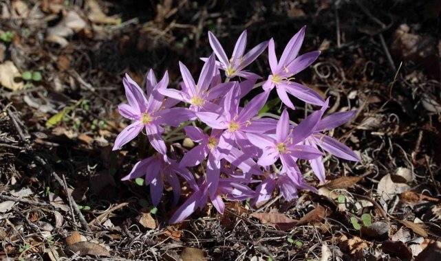 AÜ Fen Bilgisi Öğretmenliği öğrencileri, Termessos Çiğdemini inceledi