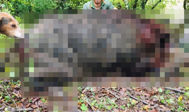 Avcılar 400 kiloluk domuzu etkisiz hale getirildi