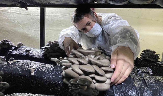 Bahçesine kurduğu çadırlarda 40 ton mantar üretiyor