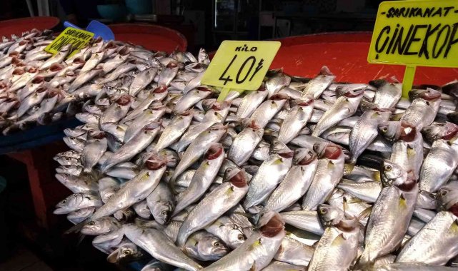 Balık tezgahlarında çupra ve çinekop bolluğu