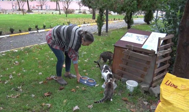 Başkan Yılmaz'a mektup yazdı, onlarca kediyi doyurdu