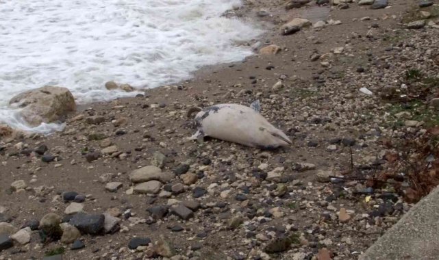 Beylikdüzü'nde sahile yunus balığı vurdu