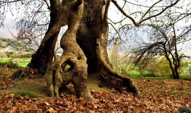 Bin yıllık çınar ağacı, yıllara meydan okuyor