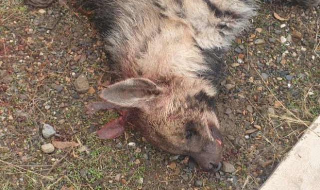 Bingöl'de nesli tükenmekte olan çizgili sırtlan telef olmuş bir şekilde bulundu