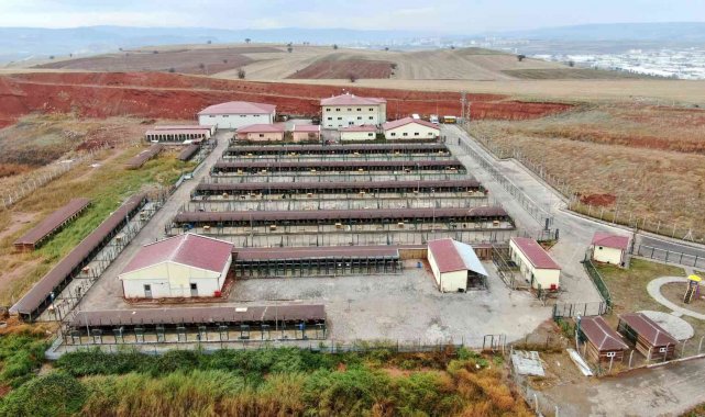 Bu barınak 5 yıldızlı otelleri aratmıyor