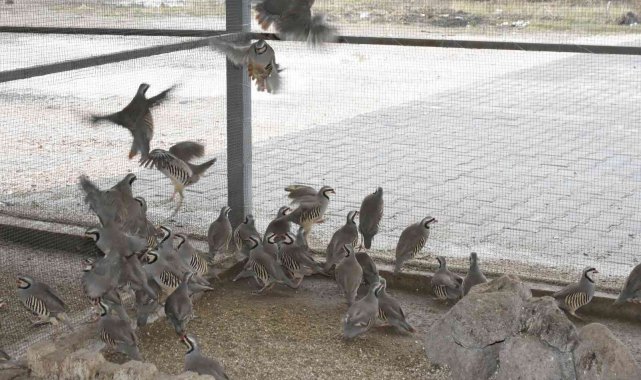 Bu keklikler doğal dengeye katkı sağlıyor