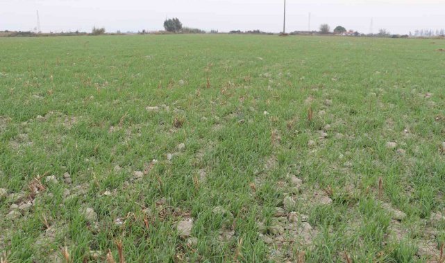 Bu yıl Söke Ovası'nın yarısı Buğday olacak