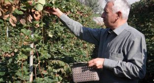 Bu yöntemle her mevsim taze çilek yemek mümkün