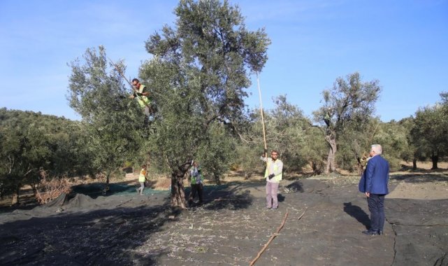Burhaniye Belediyesi erken hasat zeytinyağı satışına başladı