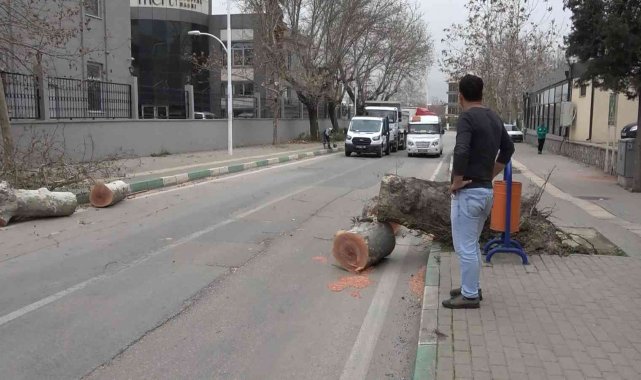 Bursa'da lodos çınar ağacını minibüsün üzerine devirdi