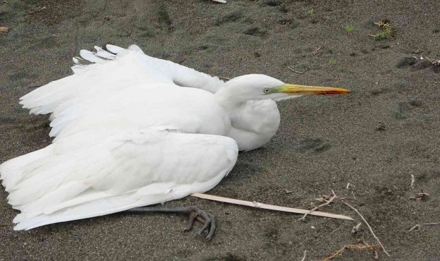 Büyük ak balıkçılı kalbinden vurdular