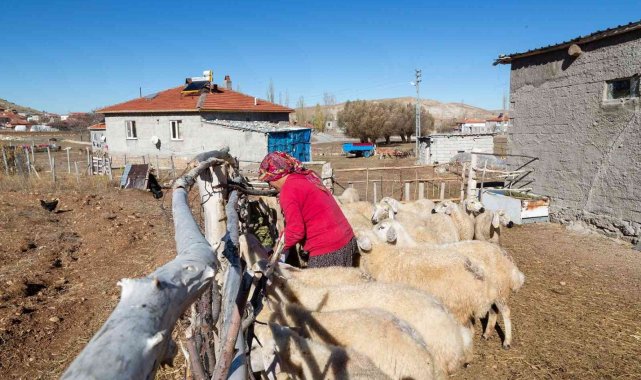 Büyükkılıç'ın projesi ile koyun sayısı arttı, meralar şenlendi