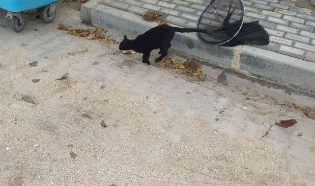 Çatıda mahsur kalan kedi kurtarıldı