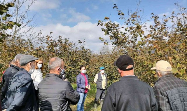 Çiftçiye fındıkta budama eğitimi verildi