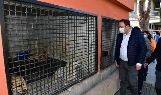 Çiğli Belediyesi, kış mevsimi öncesi sokak hayvanlarını unutmadı