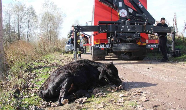 Dereye düşen 6 aylık buzağı için seferber oldular