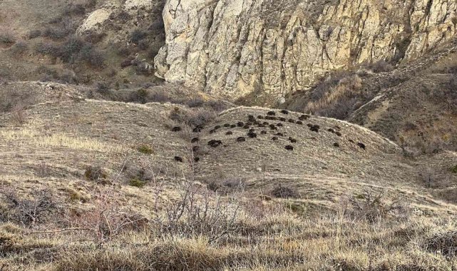 Doğa fotoğrafçısı, karşılaştığı sürü ile neye uğradığını şaşırdı