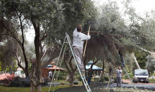 DokumaPark'ta zeytin hasadı başladı