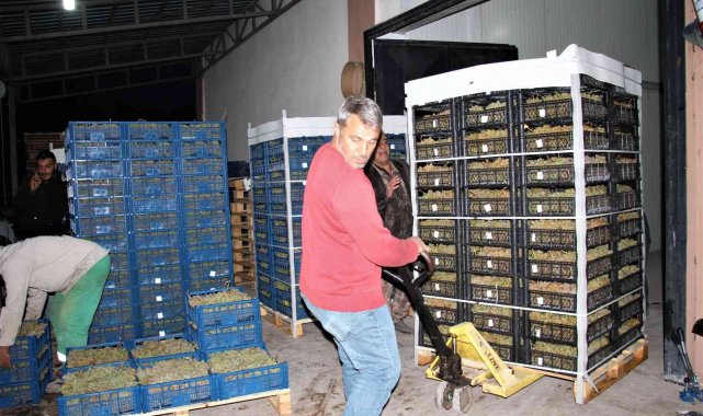 Elazığ'dan 8 ülkeye 3 bin ton üzüm ihracatı
