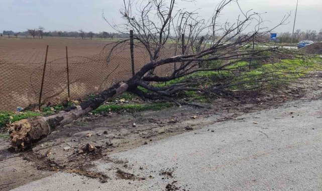 Eskişehir'de şiddetli rüzgâr ağaç devirdi