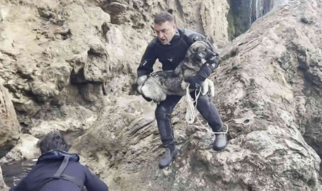 Falezlerde mahsur kalan köpek deniz polisinin 'film gibi' operasyonuyla kurtarıldı