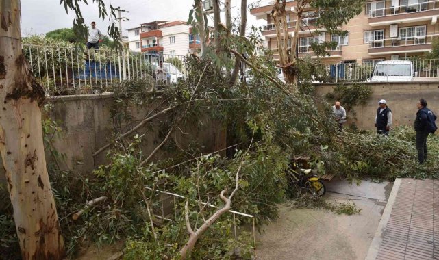 Fırtına nedeniyle devrilen ağaçlar kaldırıldı