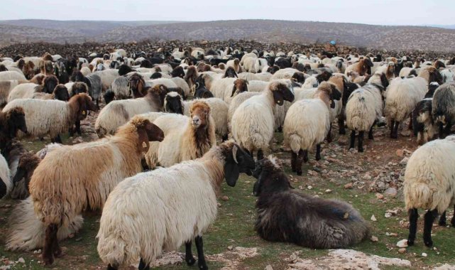 Göçerler 400 kilometrelik zorlu yolculuğu 80 günde tamamladı