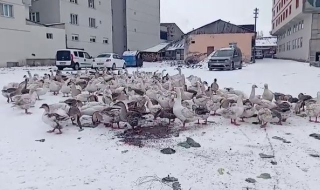 Göle beyaz örtüyle kaplandı