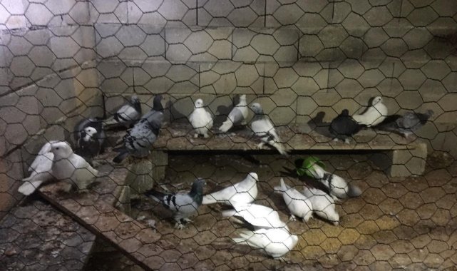 Güvercin hırsızları yakalandı