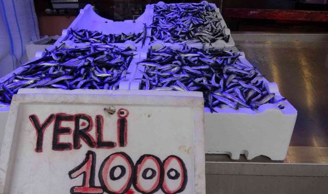 Hamsi bereketi sürüyor, istavrit azaldı