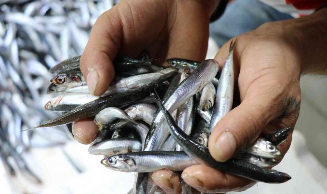 Hamsi fiyatlarının düşmesini bekleyenlere kötü haber: 20 TL oldu