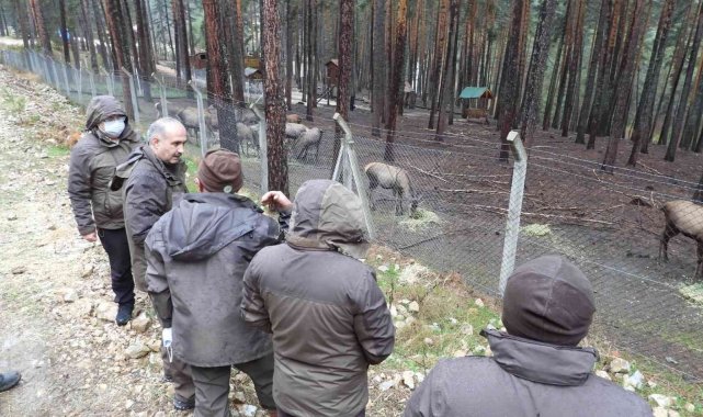 Hayvan üretim istasyonlarında inceleme yapıldı