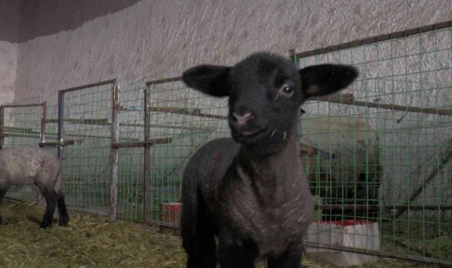 İngiliz koyunları Nevşehir'de