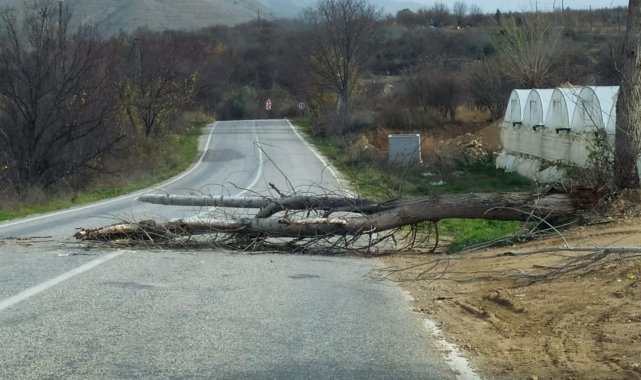 İnhisar-Eskişehir karayolu devrilen ağaç yüzünden bir süre ulaşıma kapandı