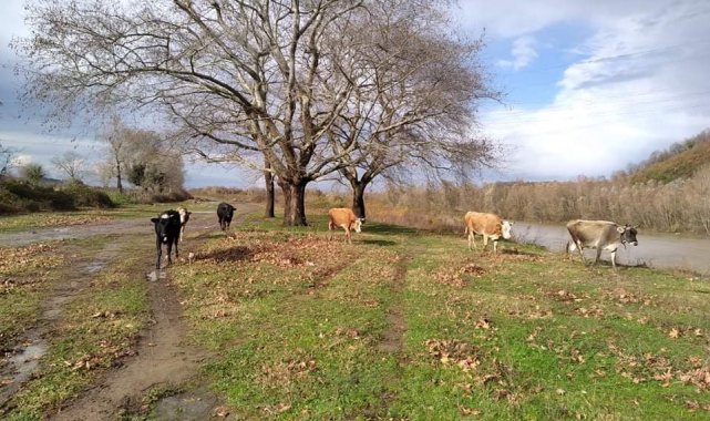 Irmak kenarında otlayan hayvanlar son anda kurtarıldı